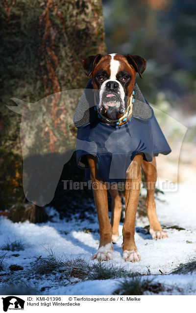 Hund trgt Winterdecke / dog wearing coat / KMI-01396