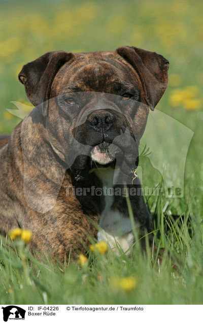 Boxer Rde / male Boxer / IF-04226