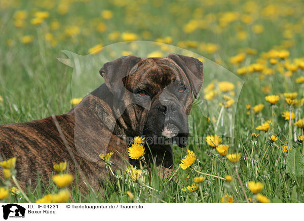Boxer Rde / male Boxer / IF-04231