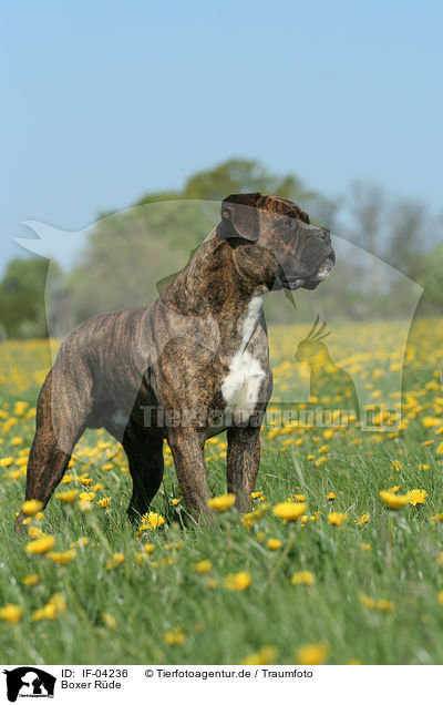 Boxer Rde / male Boxer / IF-04236