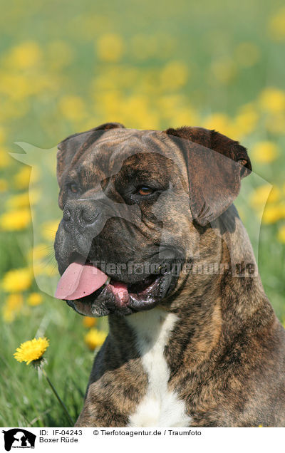 Boxer Rde / male Boxer / IF-04243