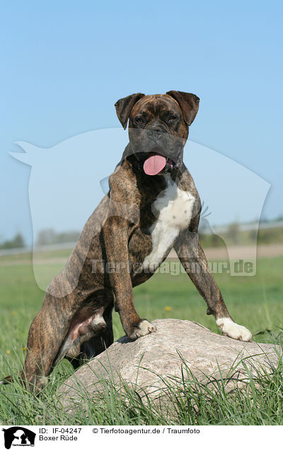 Boxer Rde / male Boxer / IF-04247