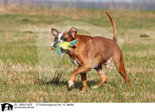 rennender Boxer / running Boxer / KMI-01420