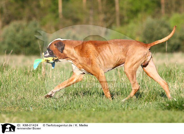 rennender Boxer / running Boxer / KMI-01424