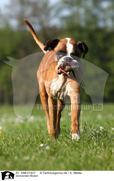 rennender Boxer / running Boxer / KMI-01427