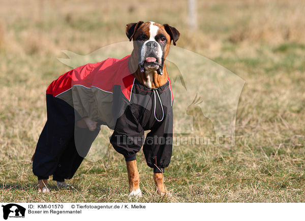 Boxer im Regenmantel / KMI-01570