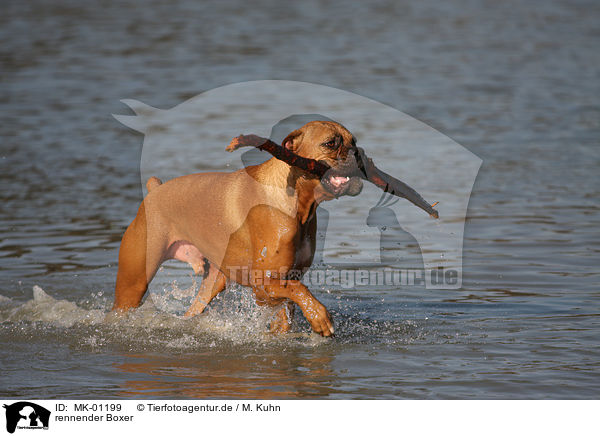 rennender Boxer / running Boxer / MK-01199