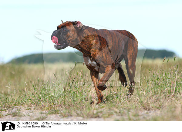 Deutscher Boxer Hndin / female Boxer / KMI-01590