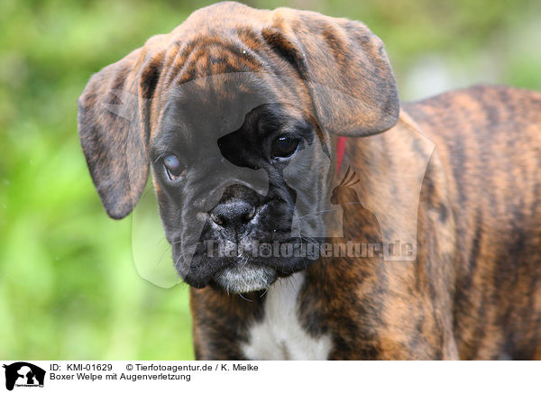 Boxer Welpe mit Augenverletzung / Boxer Puppy with eye injury / KMI-01629