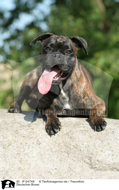 Deutscher Boxer / Boxer / IF-04748