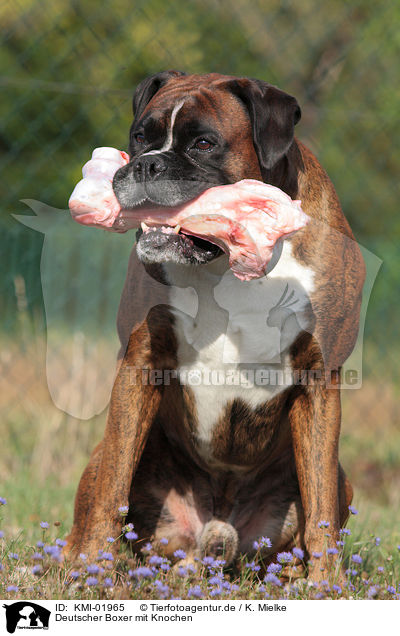 Deutscher Boxer mit Knochen / German Boxer with bone / KMI-01965