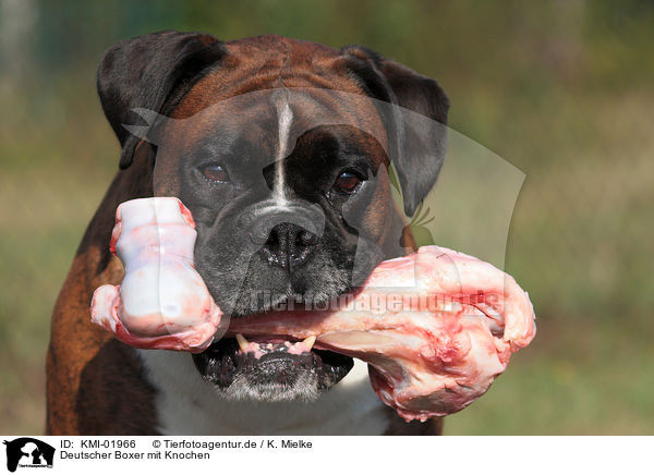 Deutscher Boxer mit Knochen / German Boxer with bone / KMI-01966