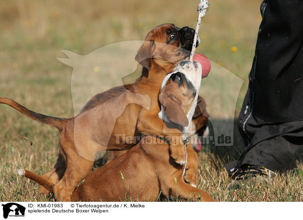 spielende Deutsche Boxer Welpen / playing German Boxer Puppies / KMI-01983