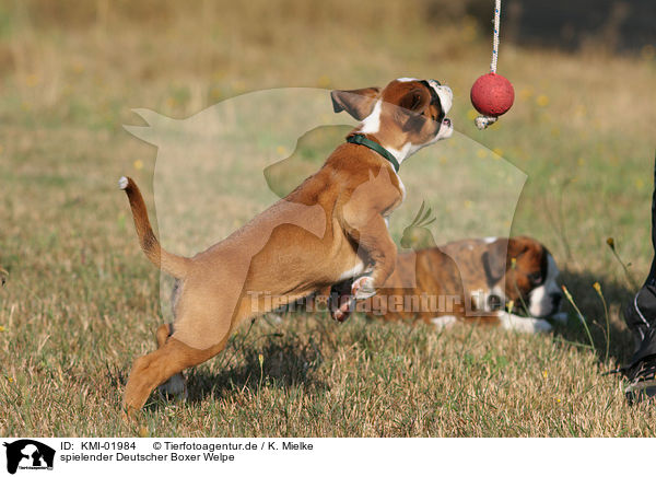 spielender Deutscher Boxer Welpe / playing German Boxer Puppy / KMI-01984