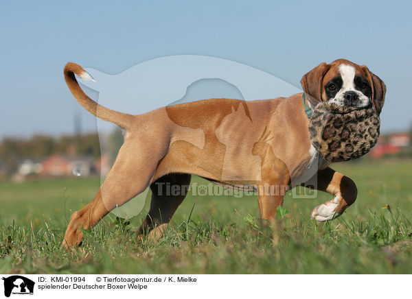 spielender Deutscher Boxer Welpe / playing German Boxer Puppy / KMI-01994