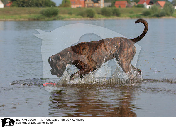 spielender Deutscher Boxer / playing German Boxer / KMI-02007