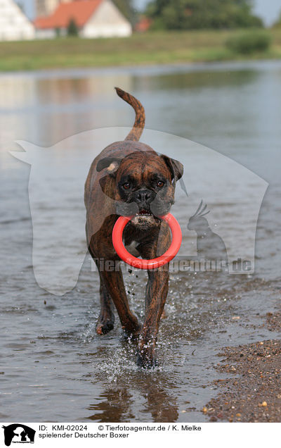 spielender Deutscher Boxer / playing German Boxer / KMI-02024
