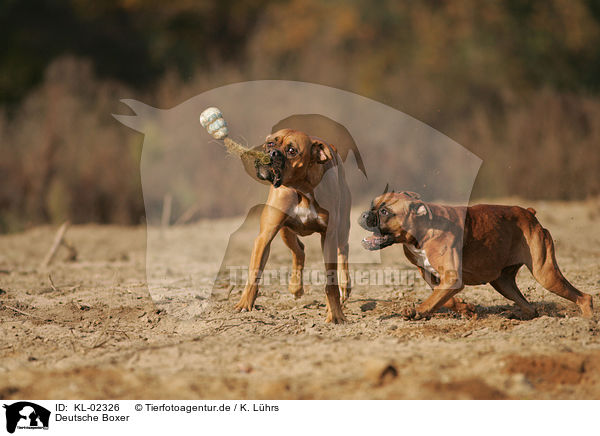 Deutsche Boxer / German Boxer / KL-02326