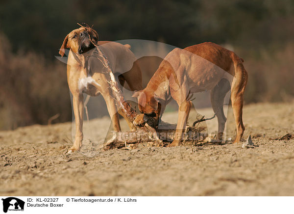 Deutsche Boxer / German Boxer / KL-02327