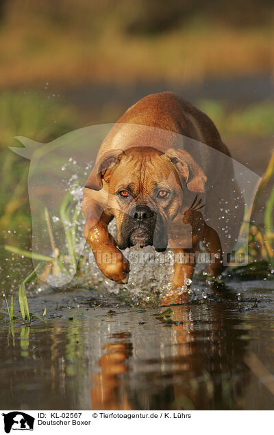 Deutscher Boxer / German Boxer / KL-02567