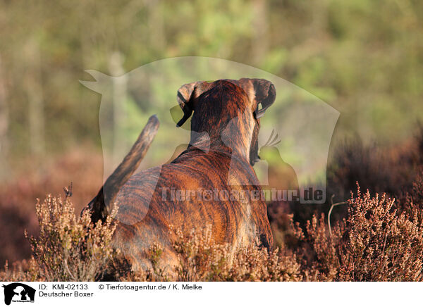 Deutscher Boxer / German Boxer / KMI-02133