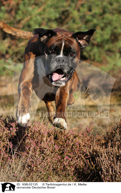rennender Deutscher Boxer / running German Boxer / KMI-02135