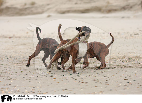 spielende Deutsche Boxer / playing German Boxer / KMI-02174