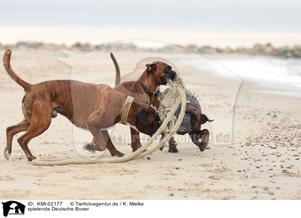 spielende Deutsche Boxer / playing German Boxer / KMI-02177
