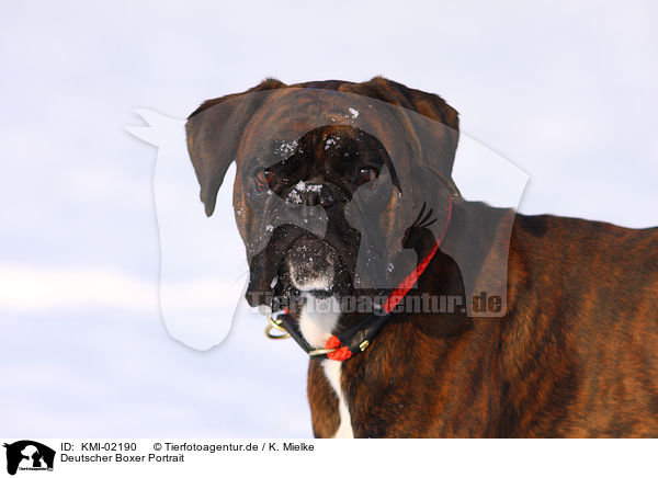 Deutscher Boxer Portrait / KMI-02190