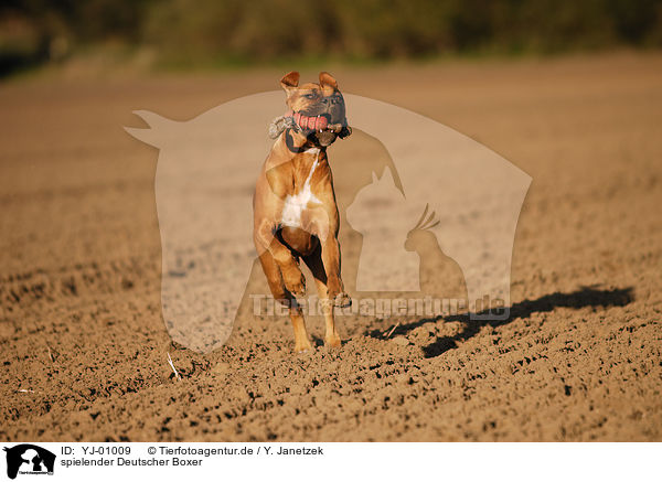 spielender Deutscher Boxer / playing German Boxer / YJ-01009
