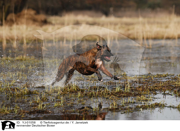 rennender Deutscher Boxer / running German Boxer / YJ-01058