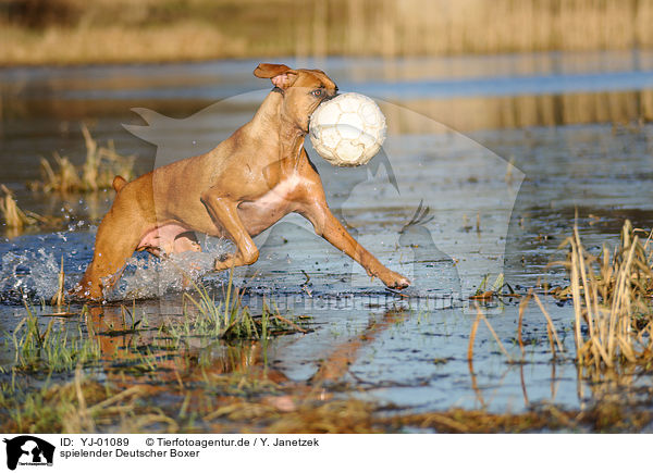 spielender Deutscher Boxer / playing German Boxer / YJ-01089