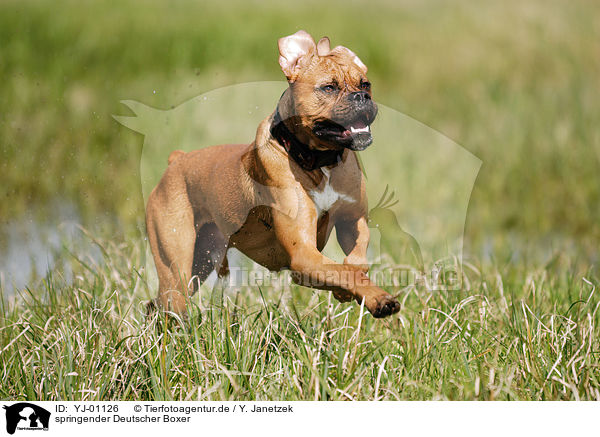 springender Deutscher Boxer / jumping German Boxer / YJ-01126