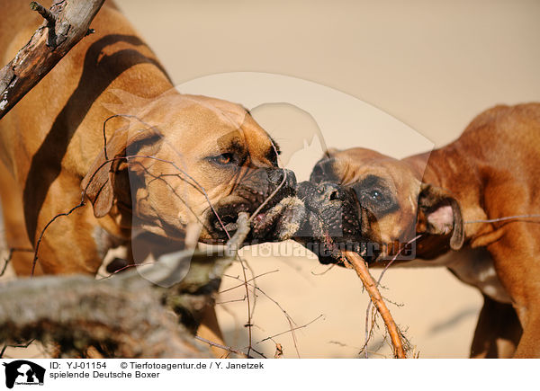 spielende Deutsche Boxer / playing German Boxer / YJ-01154
