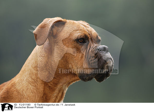Deutscher Boxer Portrait / YJ-01180