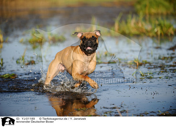 rennender Deutscher Boxer / running German Boxer / YJ-01189