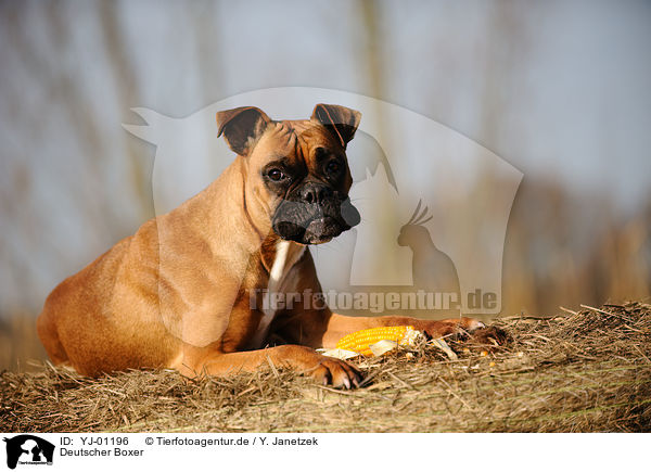 Deutscher Boxer / German Boxer / YJ-01196
