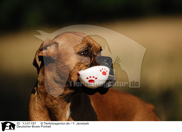 Deutscher Boxer Portrait / YJ-01197