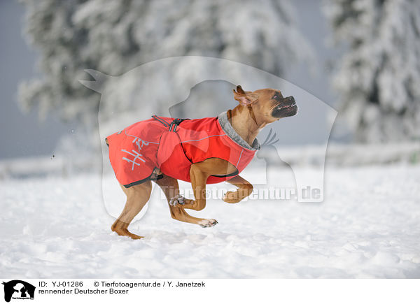 rennender Deutscher Boxer / running German Boxer / YJ-01286