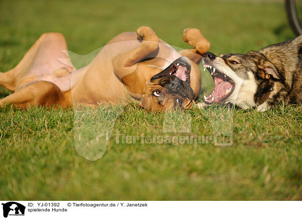 spielende Hunde / playing dogs / YJ-01392
