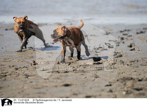 rennende Deutsche Boxer / running German Boxer / YJ-01424