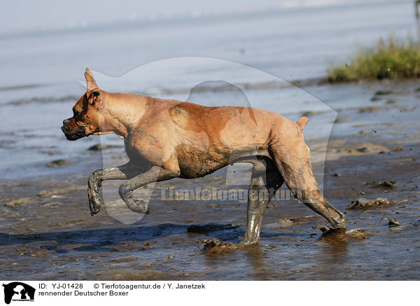 rennender Deutscher Boxer / running German Boxer / YJ-01428
