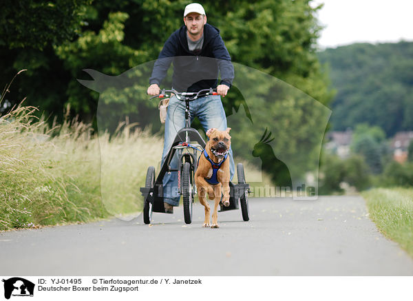 Deutscher Boxer beim Zugsport / German Boxer at pulling / YJ-01495