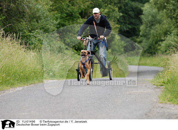 Deutscher Boxer beim Zugsport / German Boxer at pulling / YJ-01496