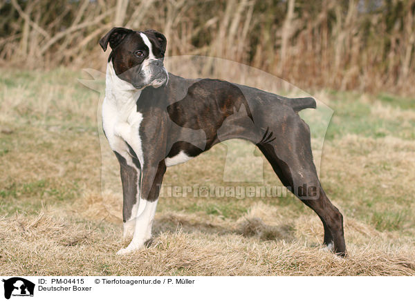 Deutscher Boxer / German Boxer / PM-04415