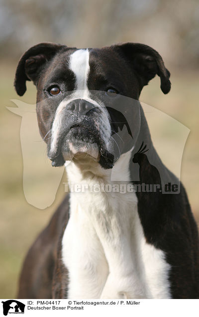 Deutscher Boxer Portrait / German Boxer portrait / PM-04417
