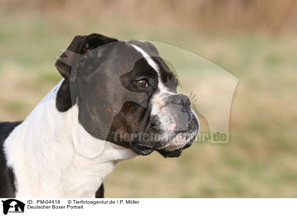 Deutscher Boxer Portrait / German Boxer portrait / PM-04418