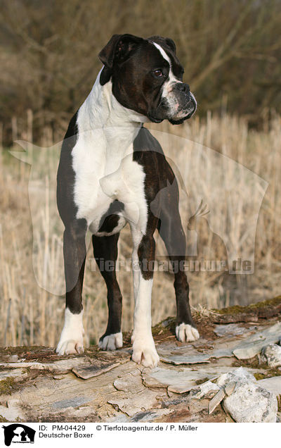 Deutscher Boxer / German Boxer / PM-04429
