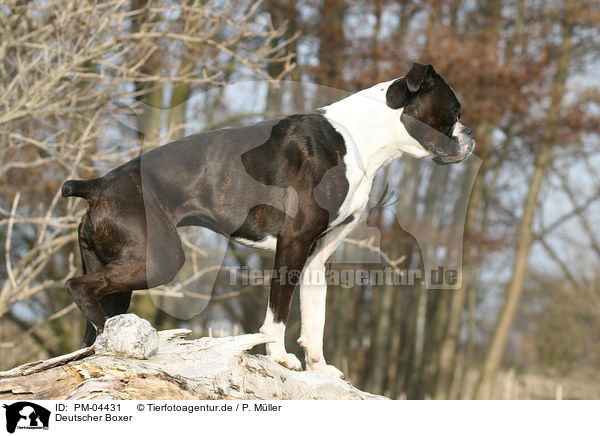 Deutscher Boxer / German Boxer / PM-04431