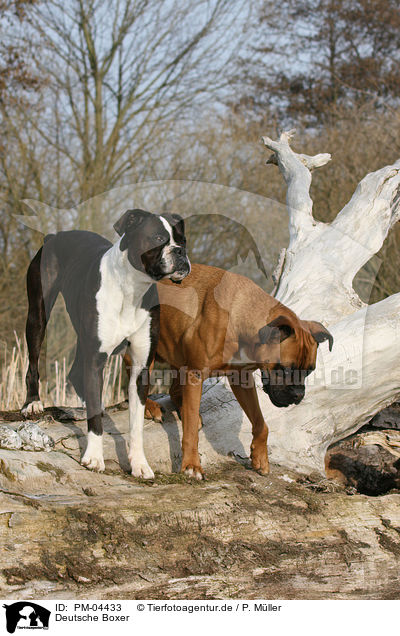 Deutsche Boxer / German Boxer / PM-04433